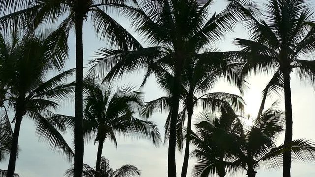 Beautiful tropical coconut palm tree on sky background
