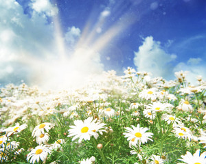 Sun on a meadow of daisies