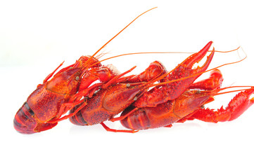 Lobster on a white background