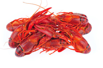 Lobster on a white background