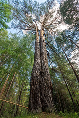 Fototapeta premium pine looks like a Siamese twin