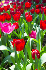  tulips in spring