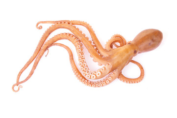 Octopus on a white background