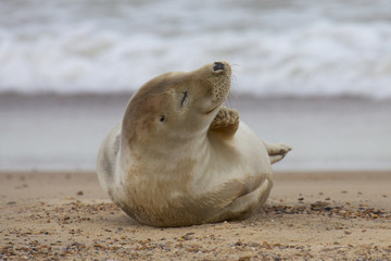 Naklejka premium Grey seal having a scratch on the beach.