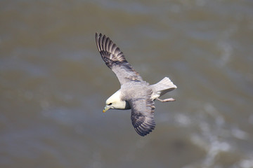 A Fulmar gliding on the thermals