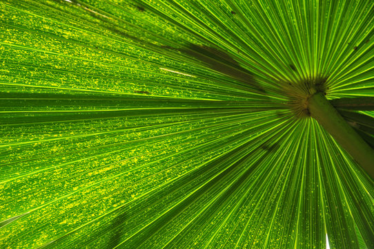 Green Frong