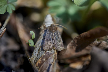Butterflies moths, insects, nature , Poland