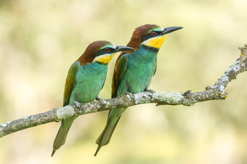 Merops apiaster