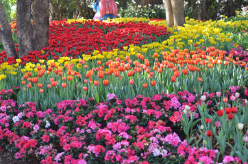 Tulip flowers garden
