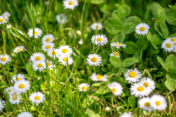 Fototapeta premium Gruppe von Gänseblümchen