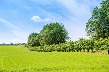 Obstbäume und Getreidefeld in Rheinhessen, Deutschland