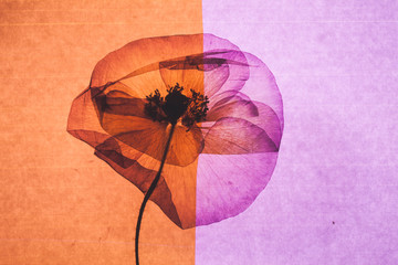 Obrazy na Plexi  ładny kwiatek