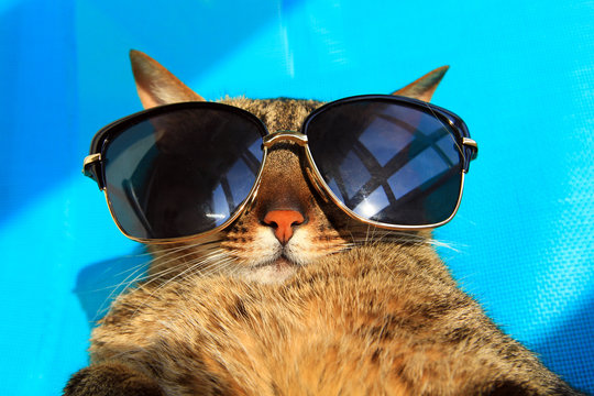 funny cat wearing sunglasses relaxing in the sun, vacation, summer holidays, resort