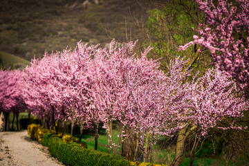 Obraz premium spring time