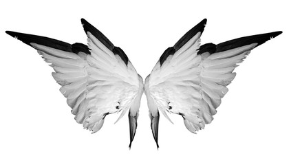 White wings isolated on white background.