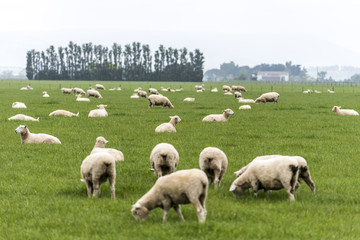 Obraz premium sheep on New Zealand pasture