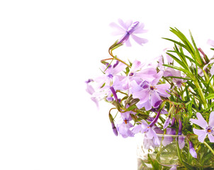 Bouquet of lilac flowers on a white background