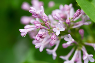 Lilac branch on an indistinct green background