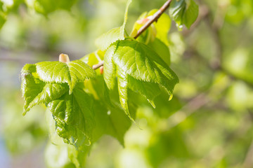 Light green leaves of a linden in the spring