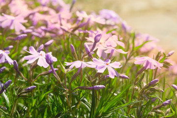 Fototapeta premium Set of spring lilac phlox flowers last towards to the sun