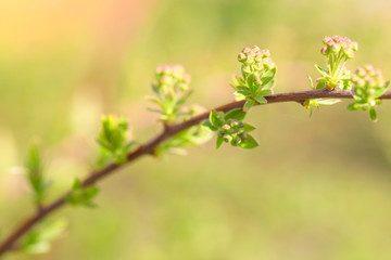 The spirea branches with buds lit with the sun