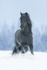 Running gallop black Friesian horse