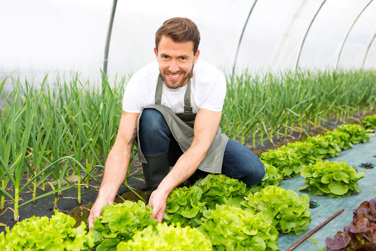 Young attractive farmer checking quality of vegetables