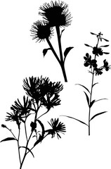 three black wild flowers silhouettes on white