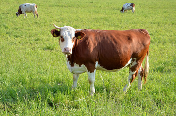 Naklejka na ściany i meble Herd of brown white cows feed on grass in sunshine on the green summer pasture