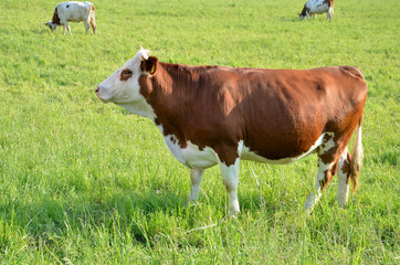 Herd of brown white cows feed on grass in sunshine on the green summer pasture