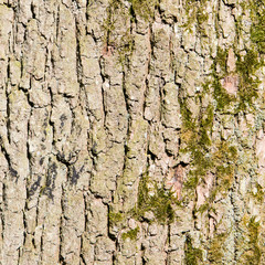 Huge oak bark as background