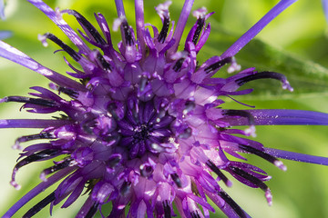 Obraz premium cornflowers flower growing in the garden