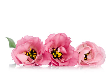 Beautiful pink eustoma flowers isolated on white background