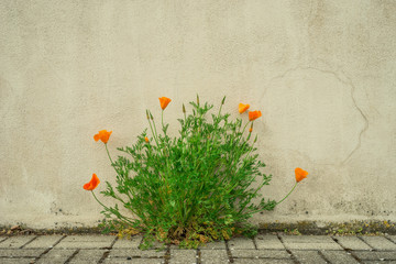 Fototapeta premium Frühling in der Stadt – Kalifornischer Goldmohn blüht vor einer Wand Spring in the City - California Gold poppy flower in front of a wall