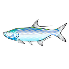 Tarpon Ocean Gamefish illustration vector