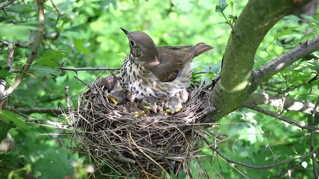 Life nest with chicks in the wild.