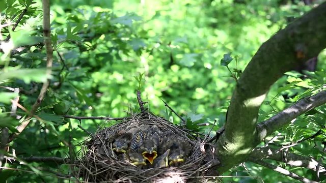 Life nest with chicks in the wild.