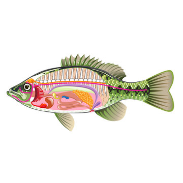 Fish internal organs Vector Art diagram Anatomy without Labels