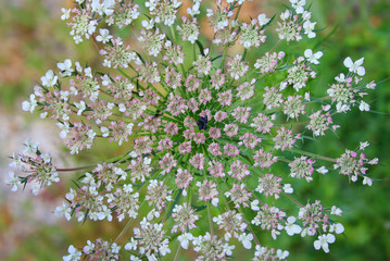 Daucus carota flower