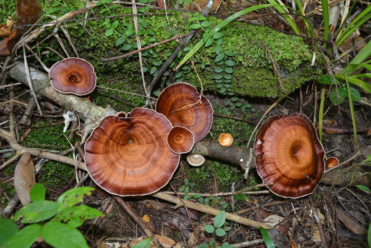 Wild mushrooms / wild mushrooms growing on decayed wood .