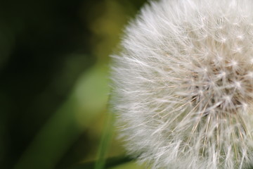 Pusteblume