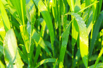 Fototapeta na wymiar Drops of dew on green grass