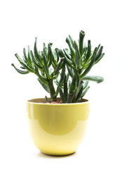Succulent in Pot isolated on white background.