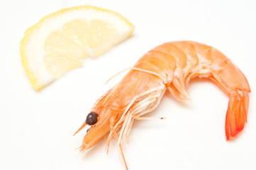 crevettes sur fond blanc