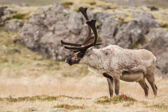 Reindeer (Rangifer tarandus), Iceland