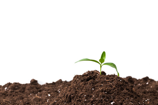 Young Plant Isolated On White