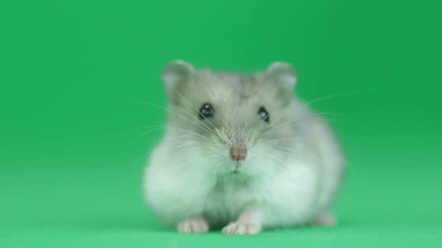 hamster on a green screen