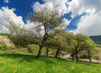 Fototapeta na wymiar Bäume im Frühling