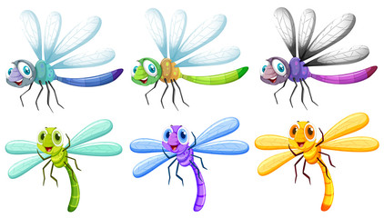 Dragonflies in six colors