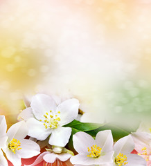 White jasmine flower. The branch delicate spring flowers